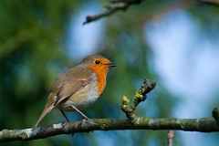 David Plant Photography - Wildlife Photographer - Robin - E